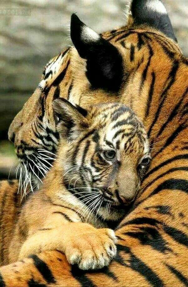 pinterest.com/lindakaprinski