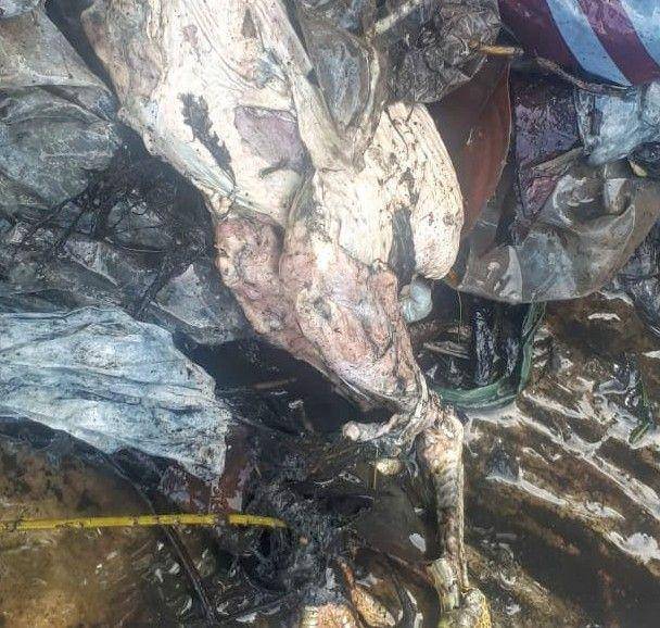 Bangkai ayam yang ditemukan di dalam saluran air jl Simpang LA Sucipto. Dok/ Humas Pemkot Malang