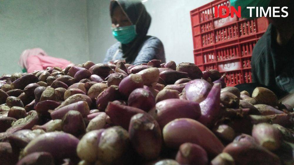 Ilustrasi bawang merah. IDN Times/Haikal Adithya