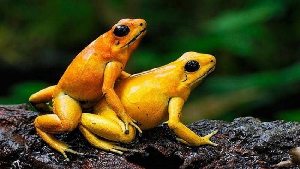 Youtube.com  Whipcream Gaming