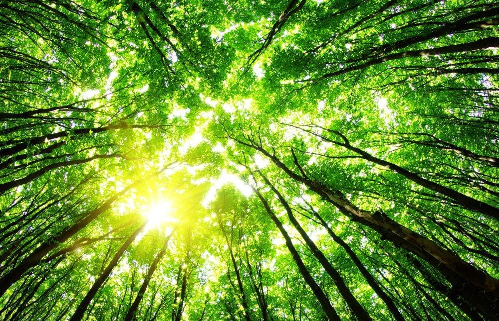 shutterstock.com/Pakhnyushchy