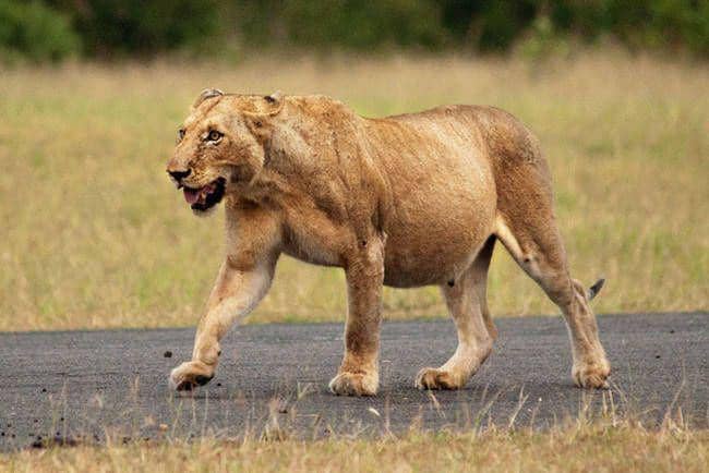 pinterest.com/siontteja