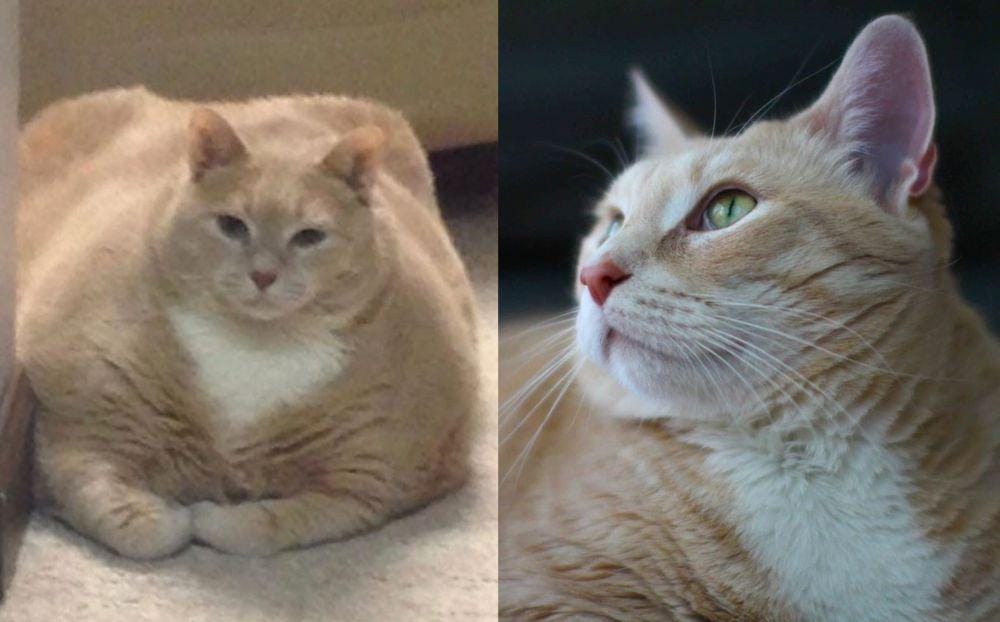 instagram.com/iambronsoncat