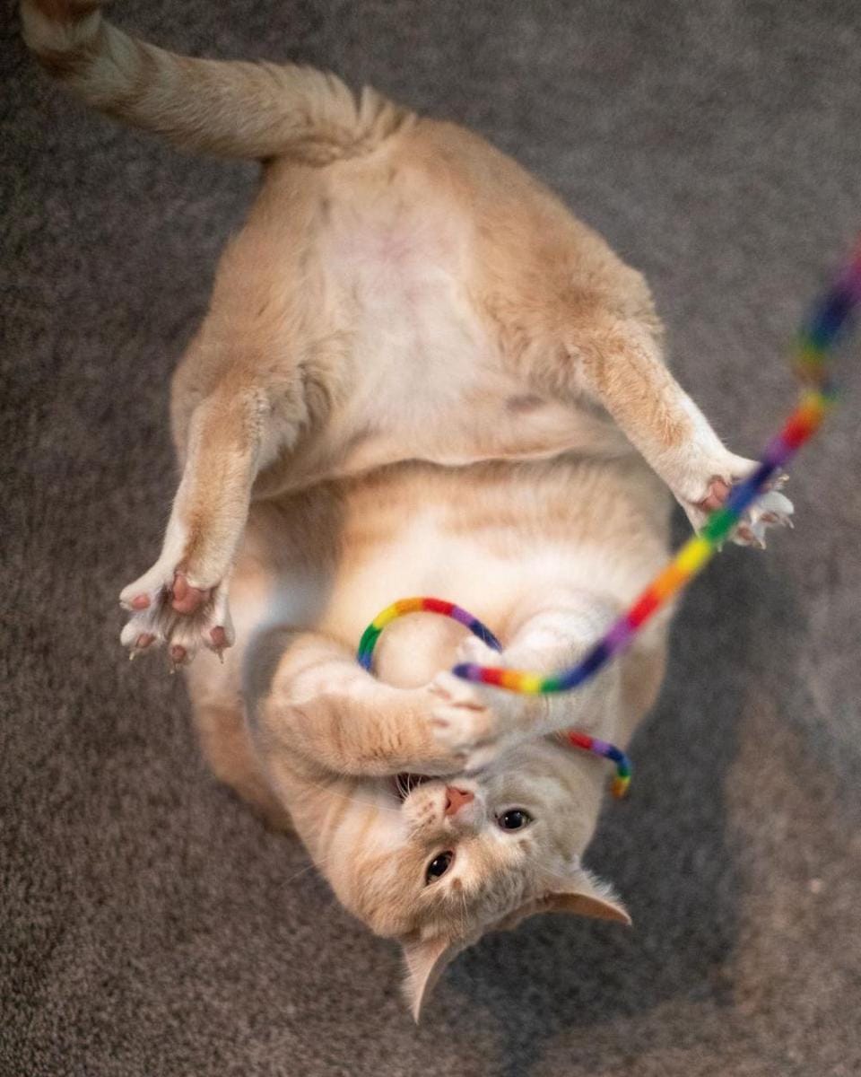 instagram.com/iambronsoncat