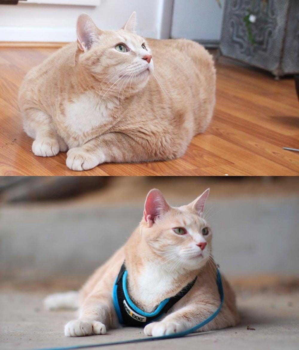 instagram.com/iambronsoncat