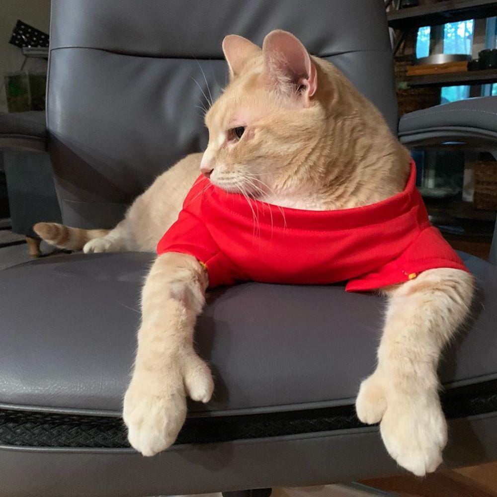 instagram.com/iambronsoncat