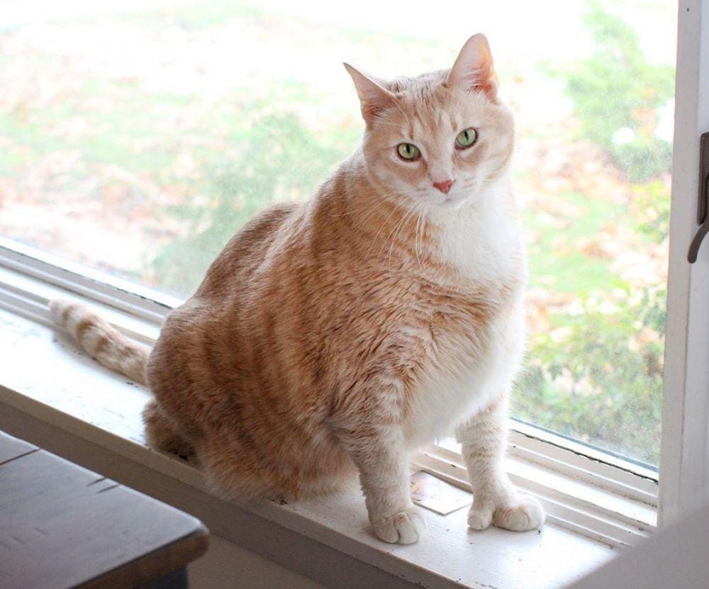 instagram.com/iambronsoncat