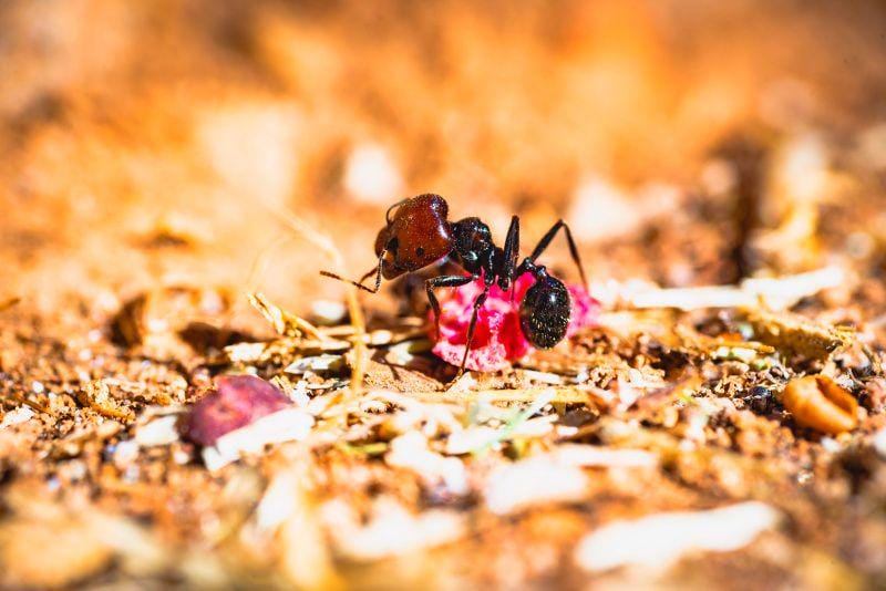 unsplash.com/Guillaume de Germain