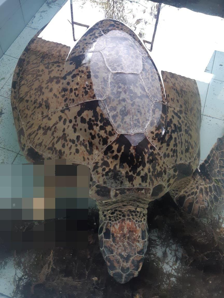 Dok.IDN Times/Istimewa