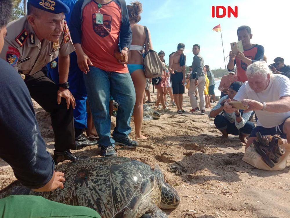 Ilustrasi penyu (IDNTimesAyu Afria)