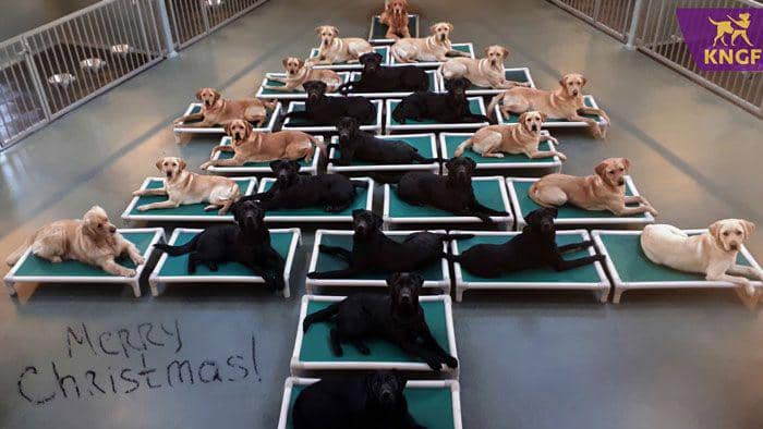 YouTube.com/KNGFGeleidehonden