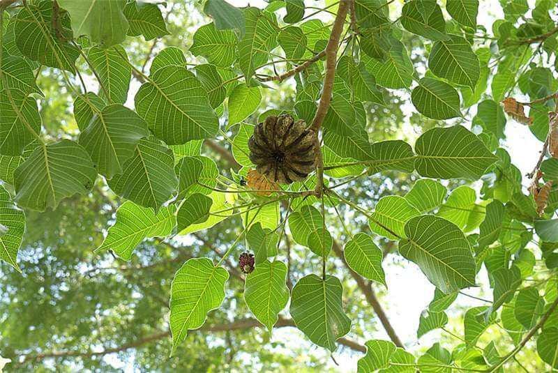 ilovehomoeopathy.com