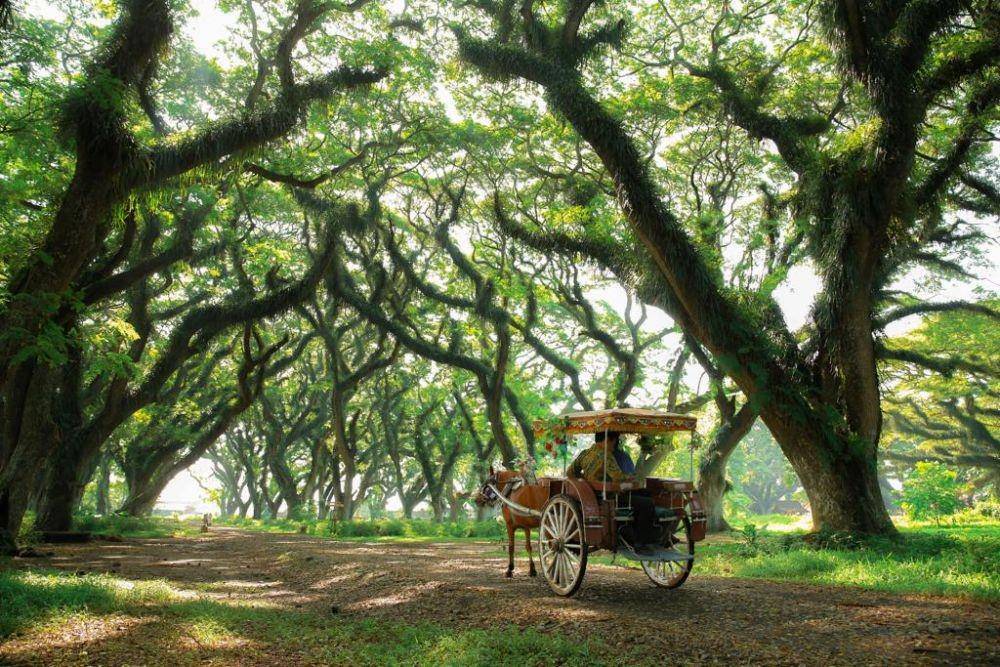Kawasan wisata Djawatan yang diken serupa latar film Lord of The Rings. IDN Times/Istimewa