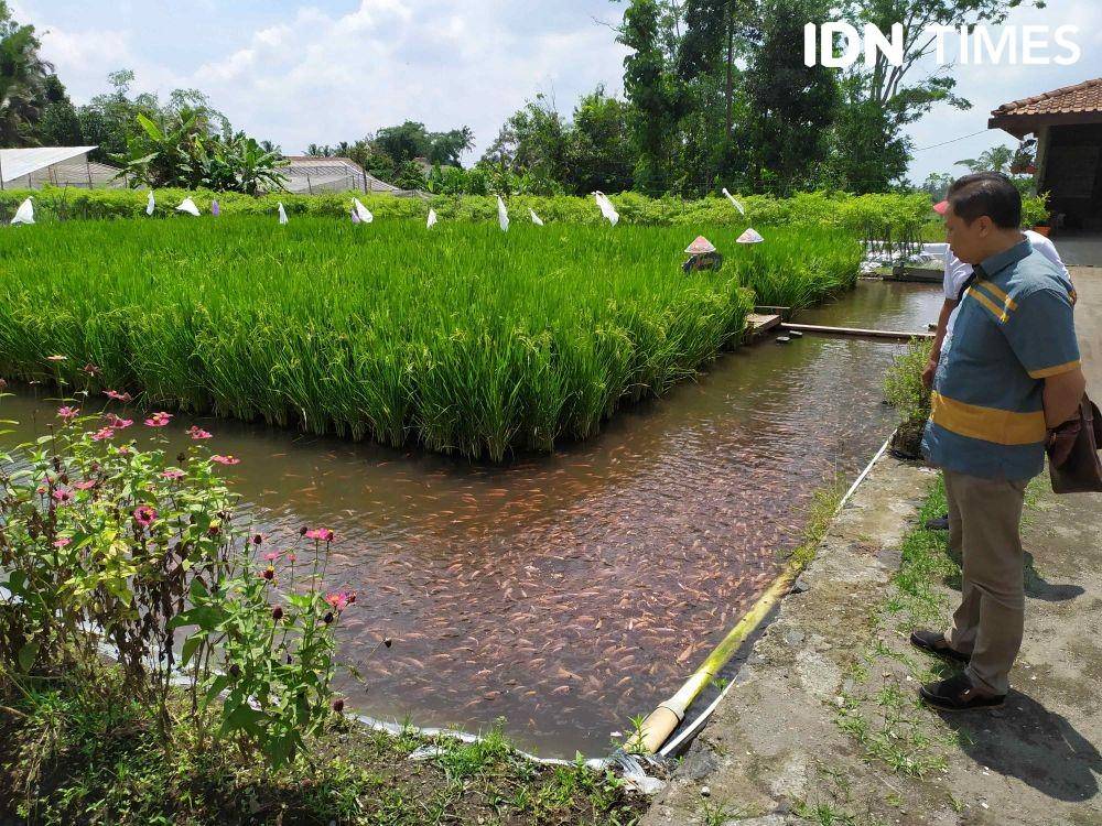 Mina Padi yang ada di Kabupaten Sleman. IDN Times/Siti Umaiyah