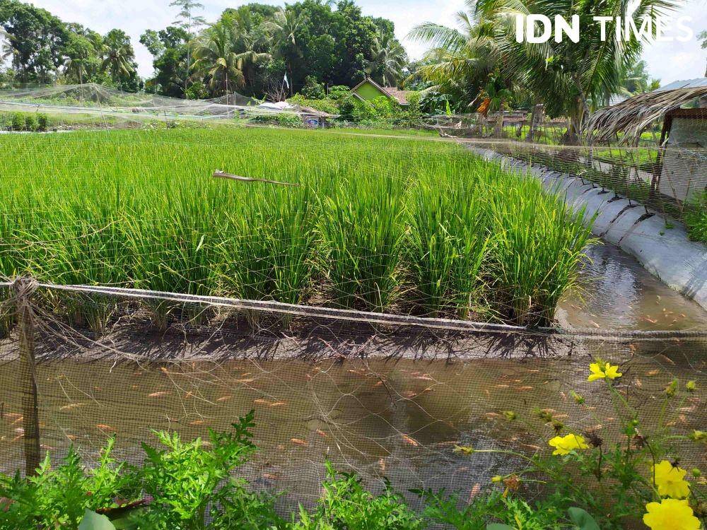 Mina padi di Kabupaten Sleman. IDN Times/ Siti Umaiyah