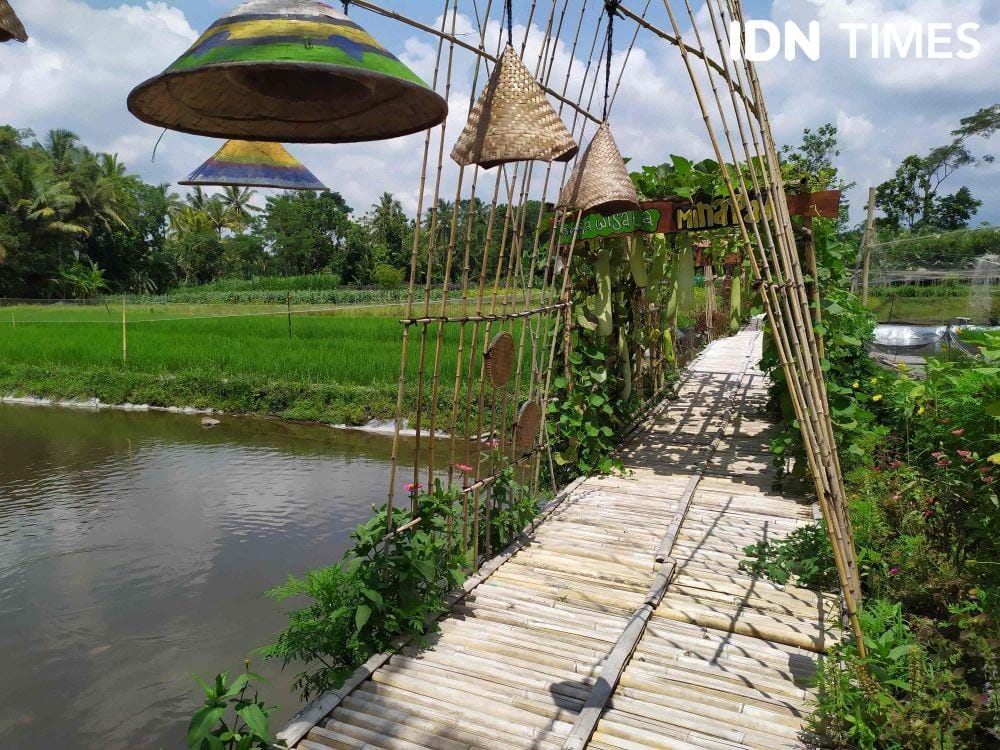 Mina Padi di Dusun Samberembe. IDN Times/Siti Umaiyah