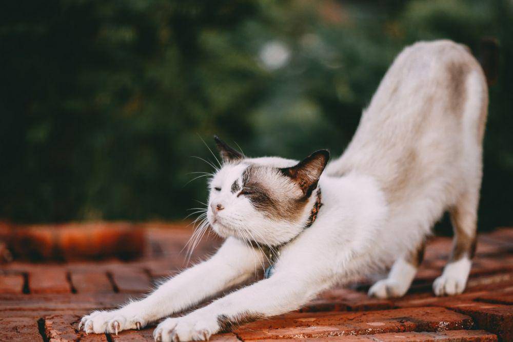 pexels.com/tamba budiarsana