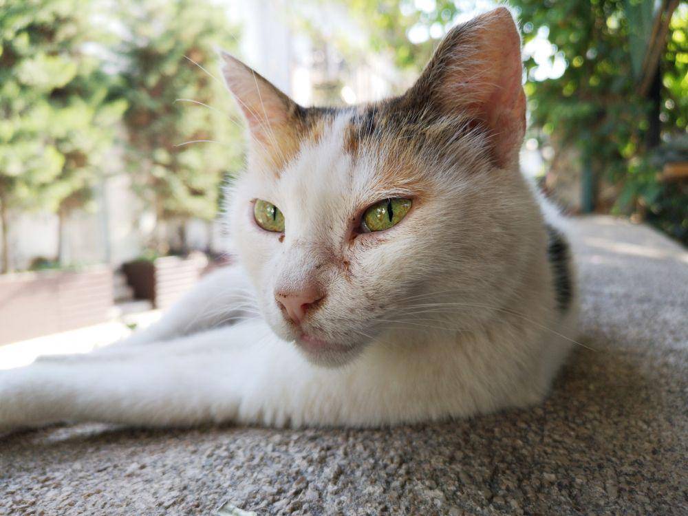 pexels.com/engin akyurt