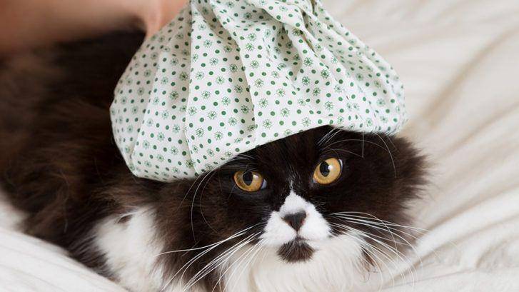 meowlovers.com