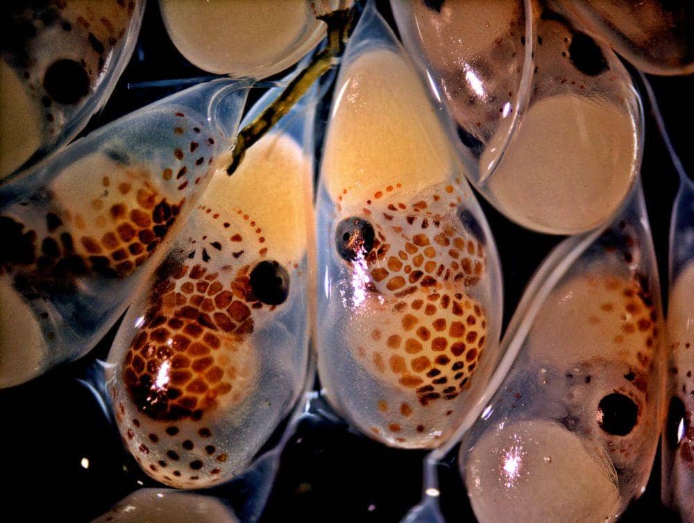 oceanconservancy.org