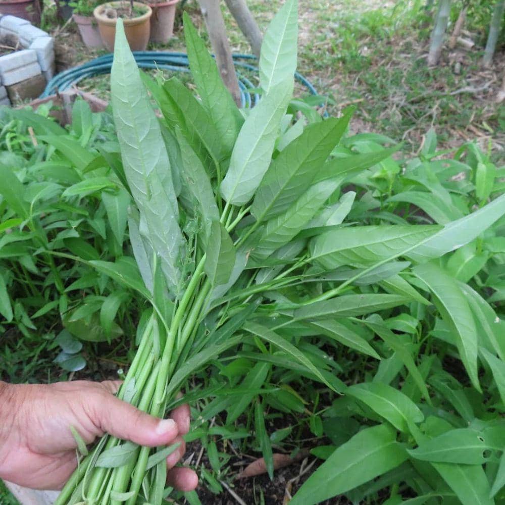 Instagram.com/makcikmanggis