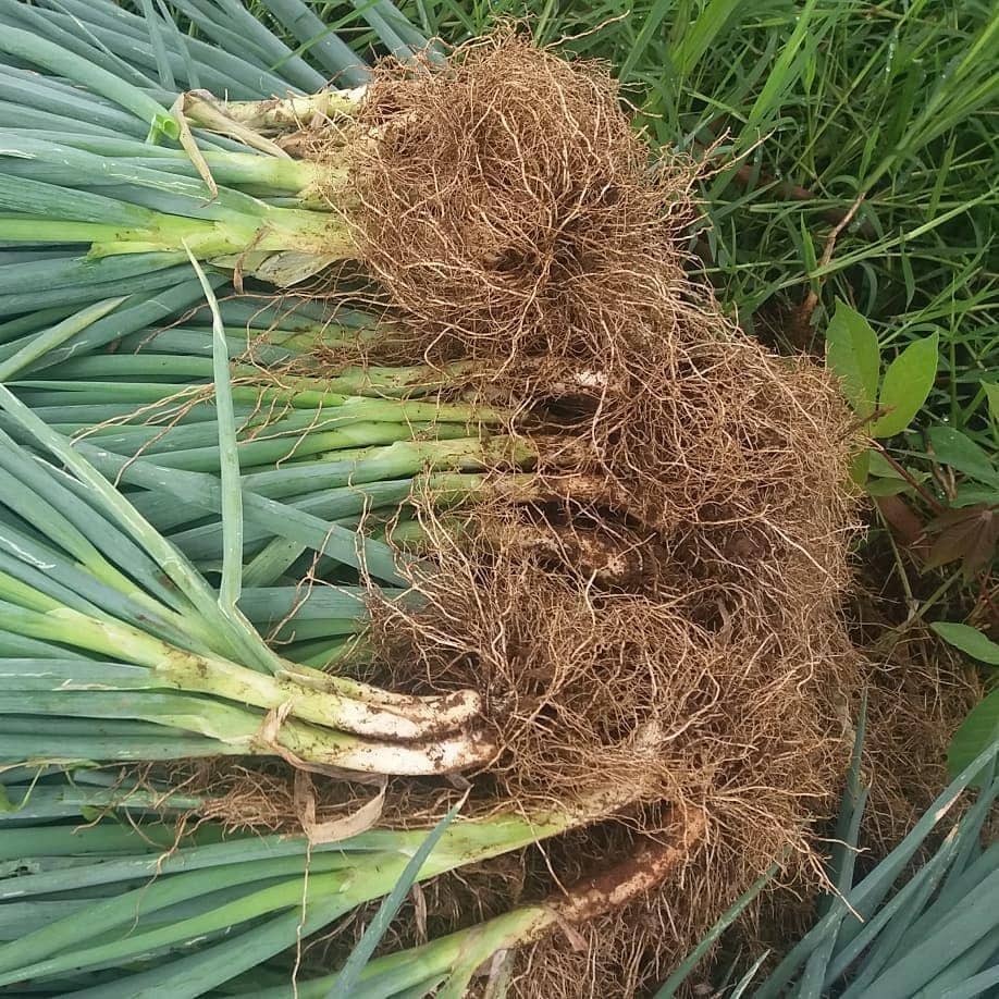 Instagram.com/safrudin.wibowo