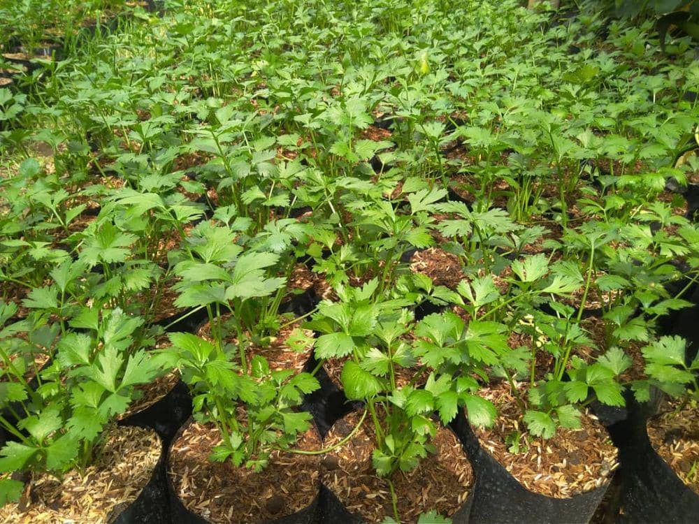 Instagram.com/tanamanhiaskaranganyar