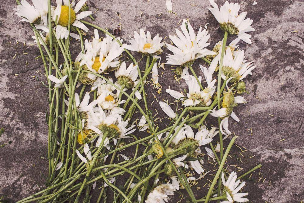 pexels.com/gratisography