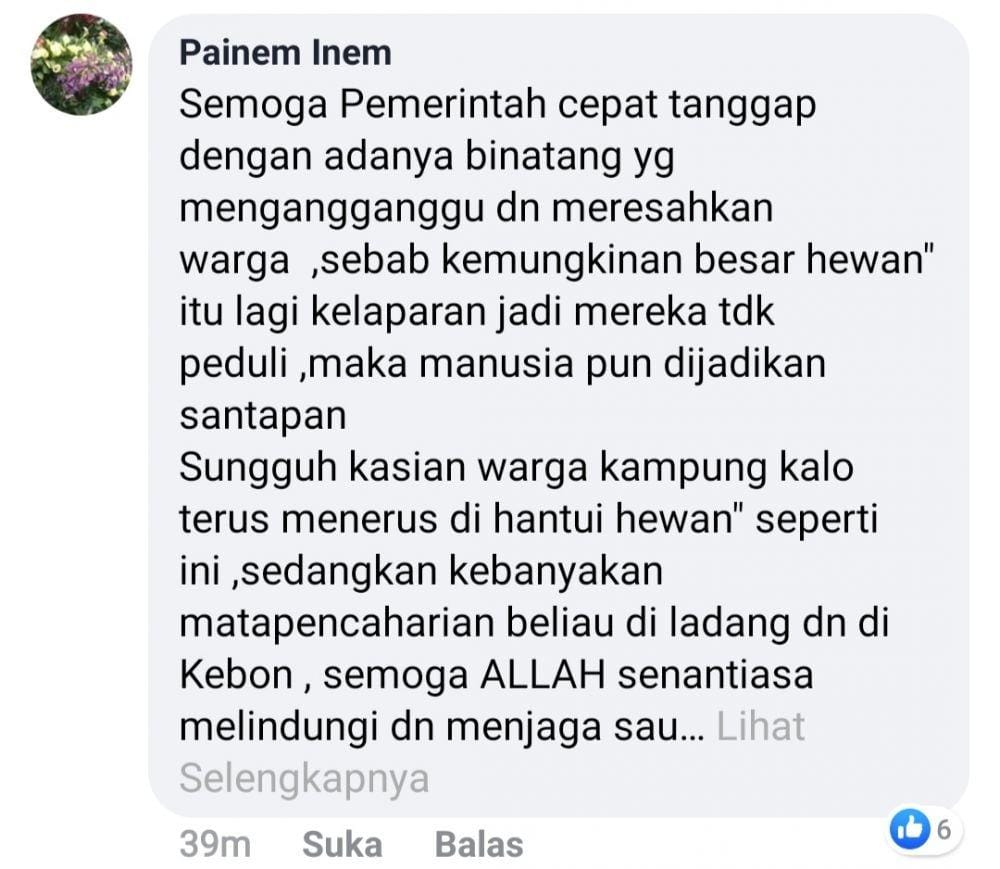 Respons netizen dengan keberadaan harimau (IDN Times/Istimewa)