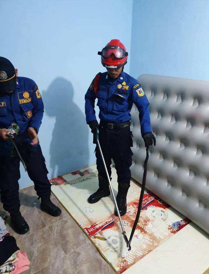 Evakuasi induk ular kobra di bawah kasur warga Kecamatan Kembangan, Jakarta Barat, Senin (23/12) malam (Dok. Damkar Jakbar)