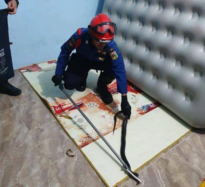 Evakuasi induk ular kobra di bawah kasur warga Kecamatan Kembangan, Jakarta Barat, Senin (23/12) malam (Dok. Damkar Jakbar)