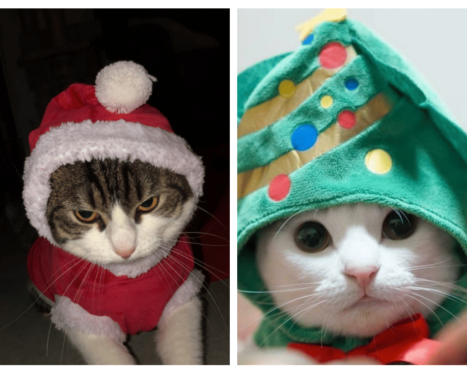 Twitter.com/kiiiajou, welikekittens