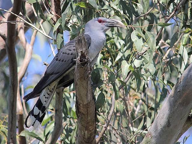 wetlandinfo.des.qld.gov.au