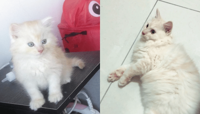 Twitter.com/didiwhoaa