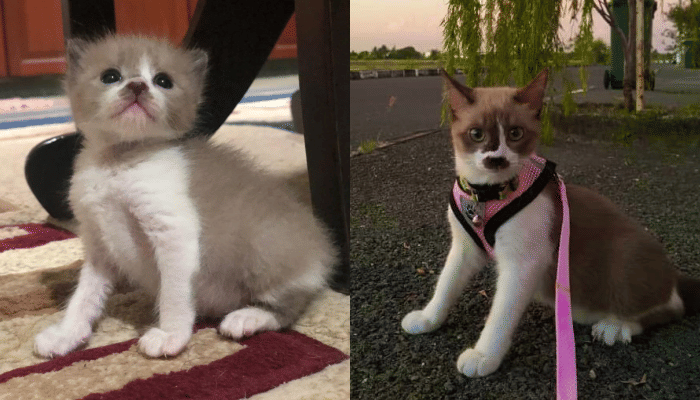 Twitter.com/shasyfnz