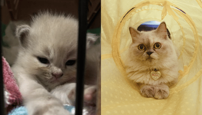 Twitter.com/butterwhimsical