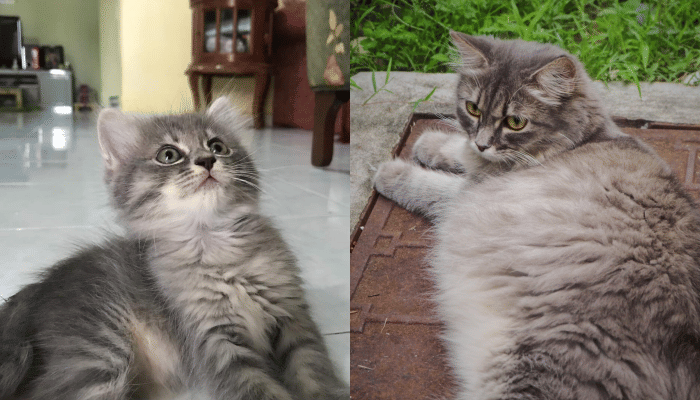 Twitter.com/aireenmustaffa