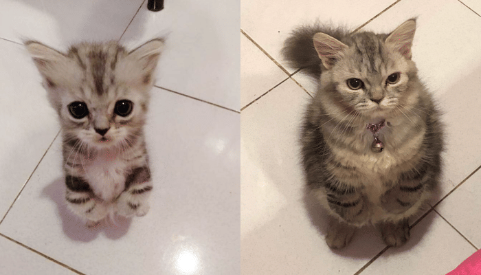 Twitter.com/ulat_bulu_bulu