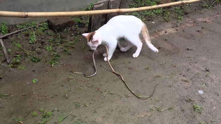 purrfectlove.net