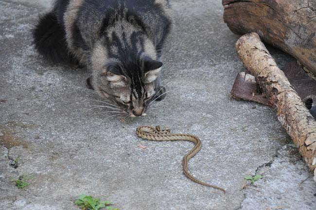 cat-world.com