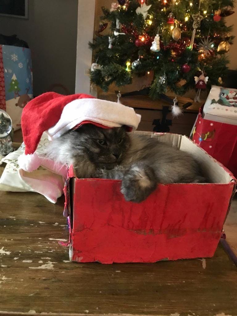 Twitter.com/shasapugs