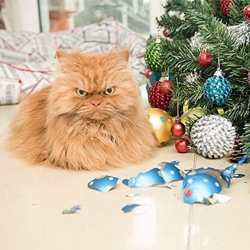 Twitter.com/havilah_v