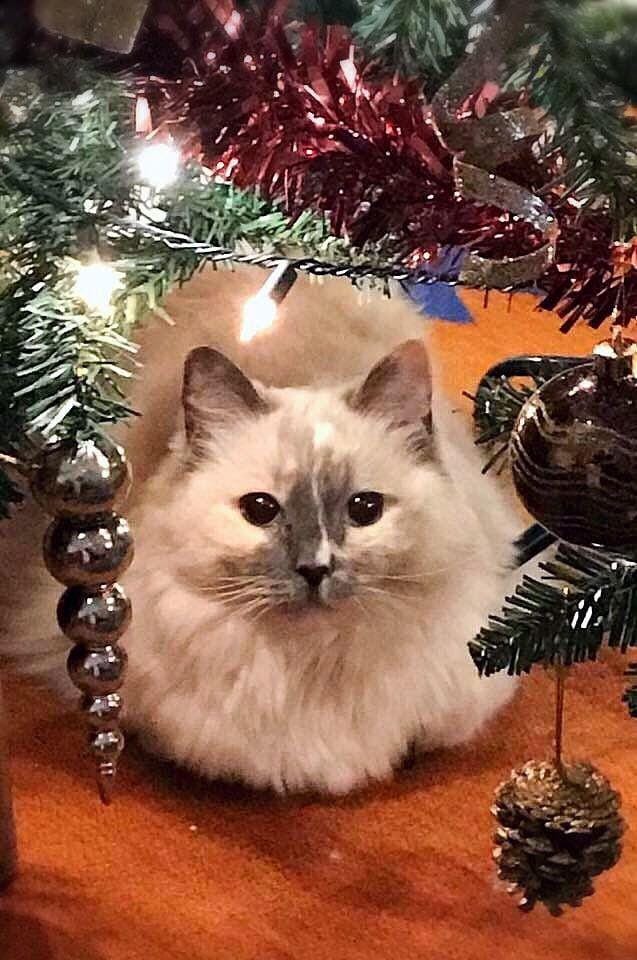 Twitter.com/betty_boo_kat