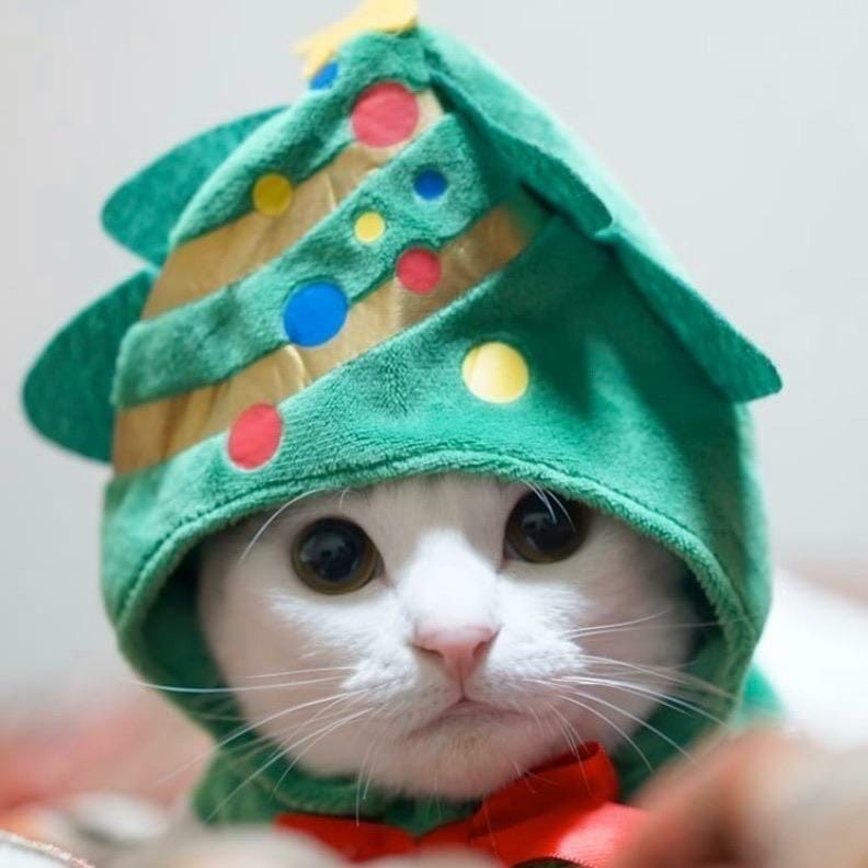 Twitter.com/welikekittens