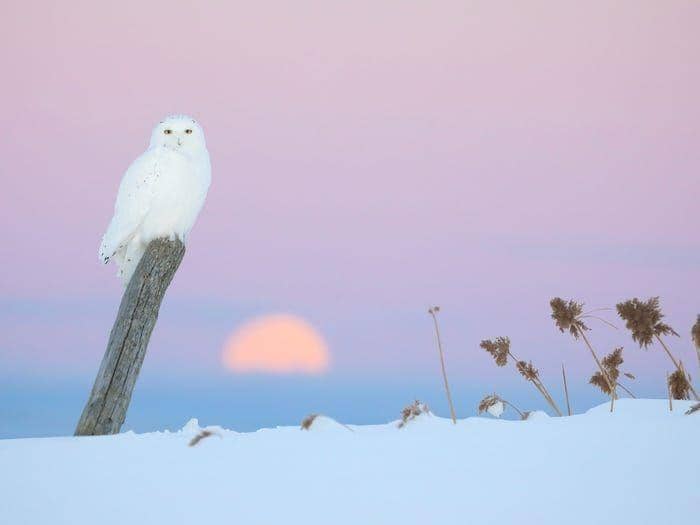 Maxime Legare Vezina/Flickr