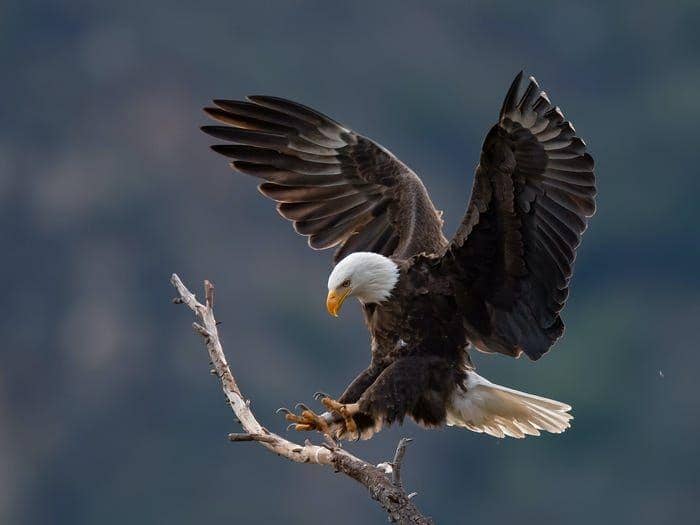 Monte Stinnett/Flickr