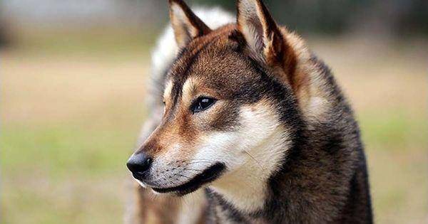dogbreedslist.info