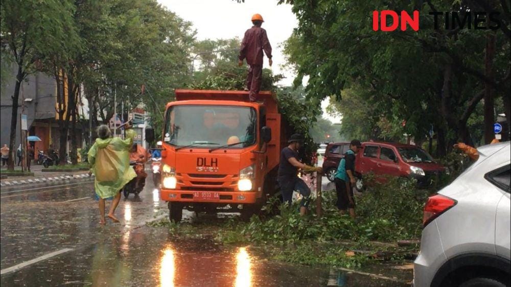 Ilustrasi pohon tumbang IDN Times /Larasati Rey