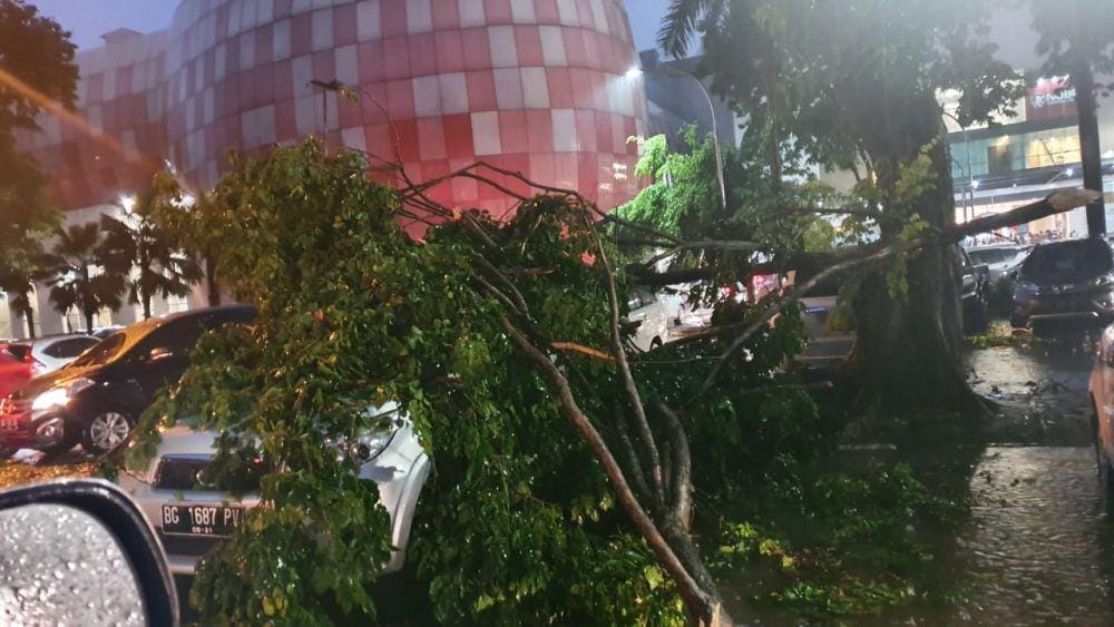Pohon tumbang di kawasan Palembang Icon Palembang (IDN Times/BPBD Sumsel)