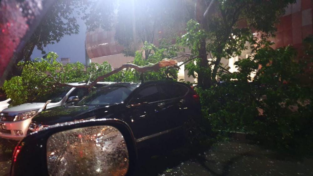 Mobil yang tertimpa pohon tumbang di Palembang (IDN Times/BPBD Sumsel)